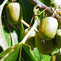 aktinidia