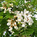 robinia