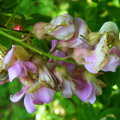 robinia