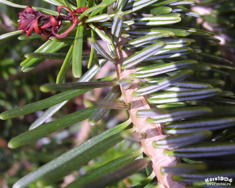 jodła kaukaska