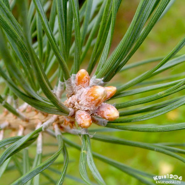 sosna pospolita