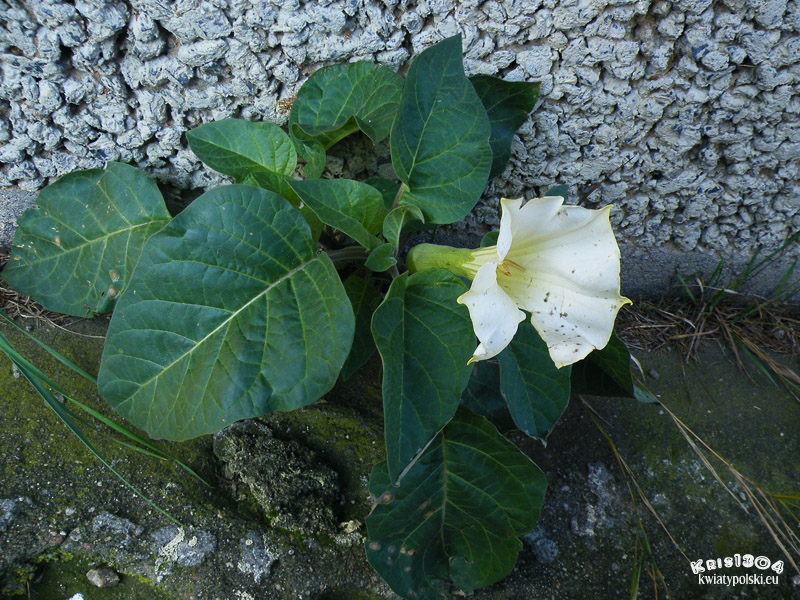 datura