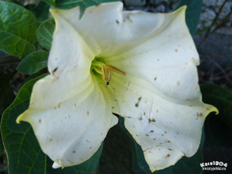 datura