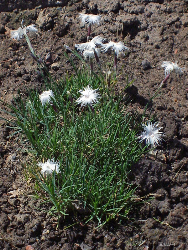 goździk ostrolistny