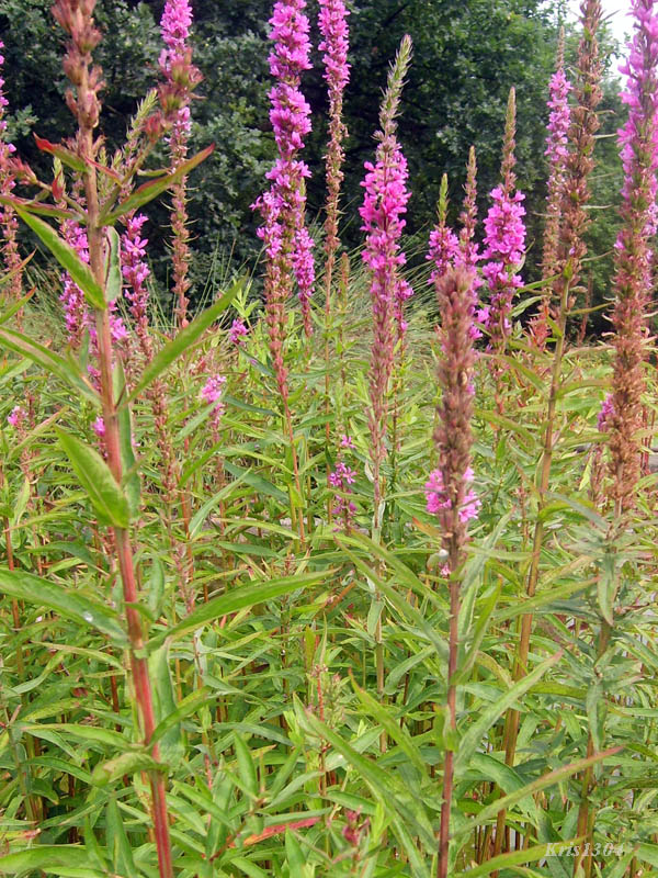 (Lythrum virgatum)