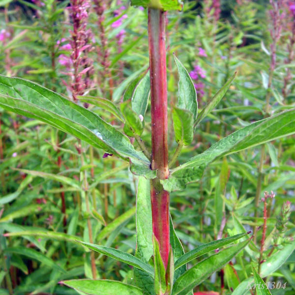 (Lythrum virgatum)