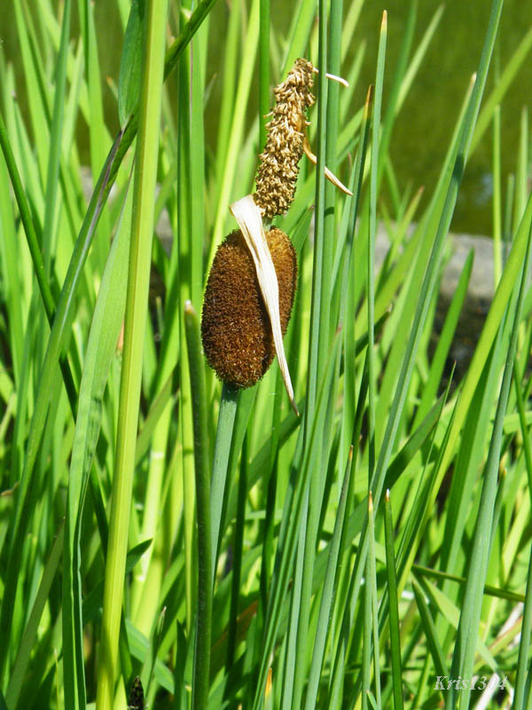 (Typha minima)