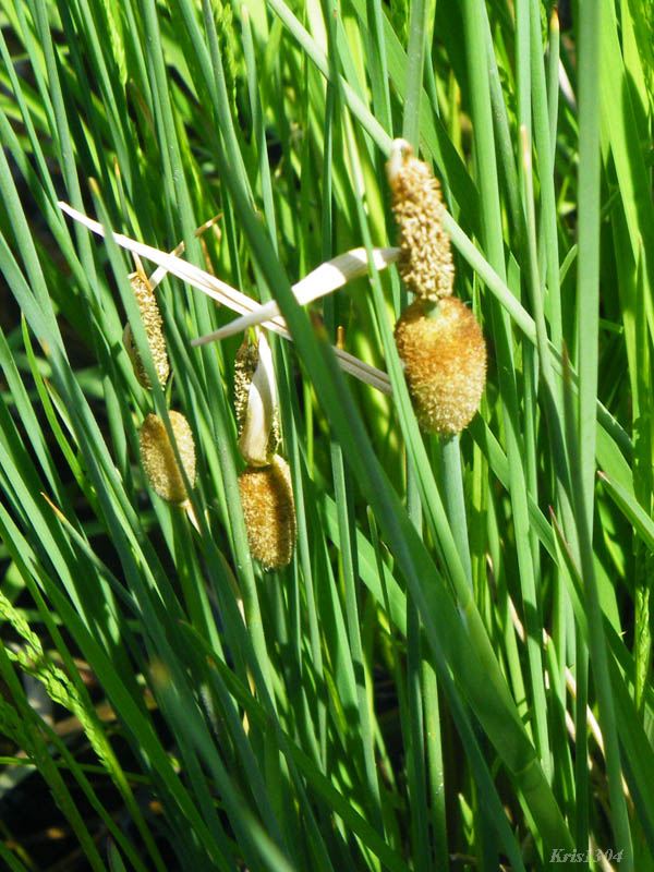 (Typha minima)