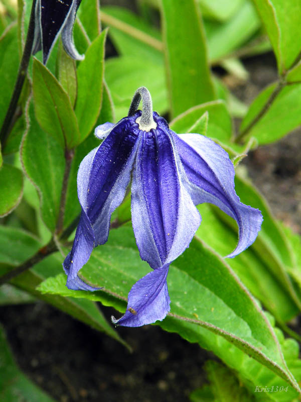 powojnik całolistny