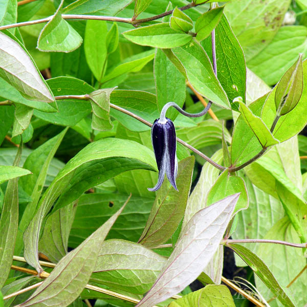 powojnik całolistny