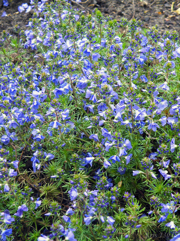 przetacznik armeński