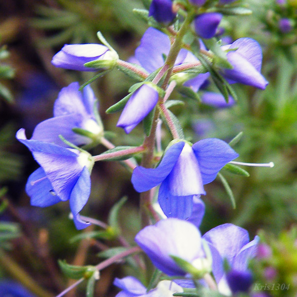 przetacznik armeński