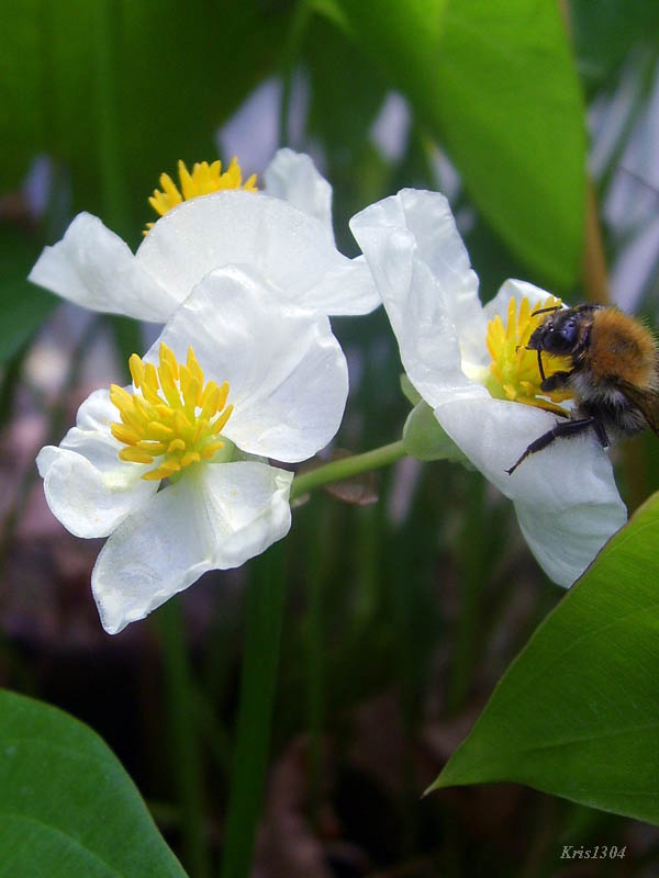 strzałka szerokolistna