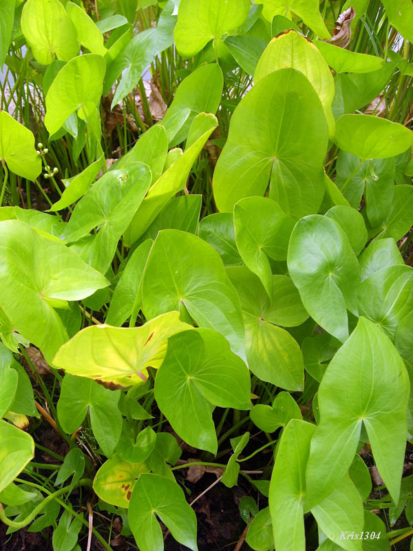 strzałka szerokolistna