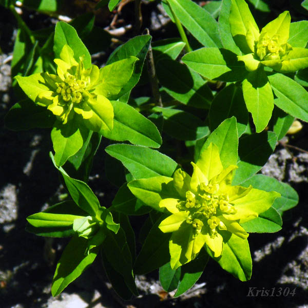 (Euphorbia brittingeri)