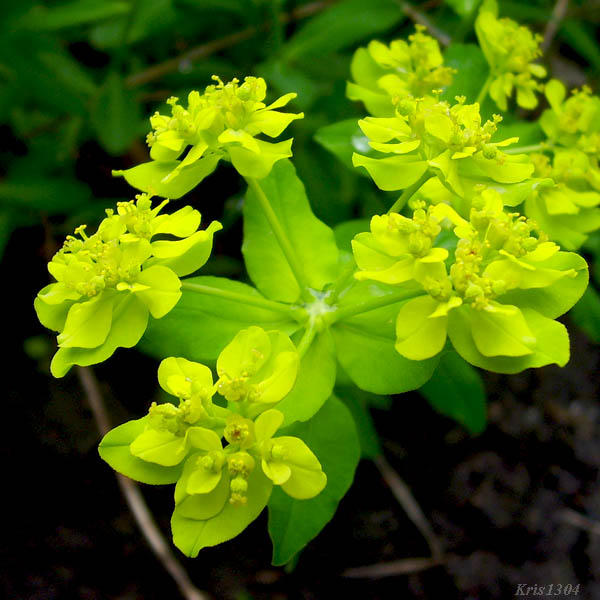 (Euphorbia brittingeri)
