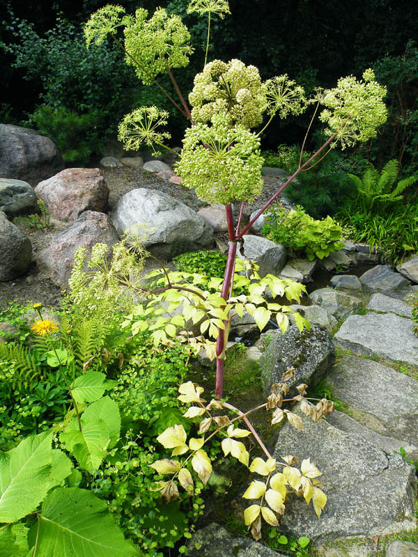 Arcydzięgiel litwor