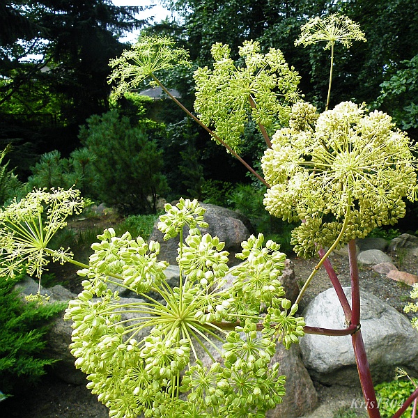 arcydzięgiel litwor