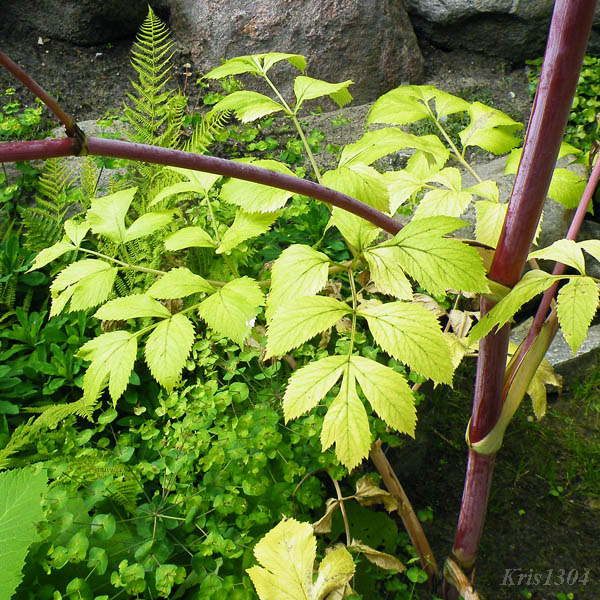 arcydzięgiel litwor