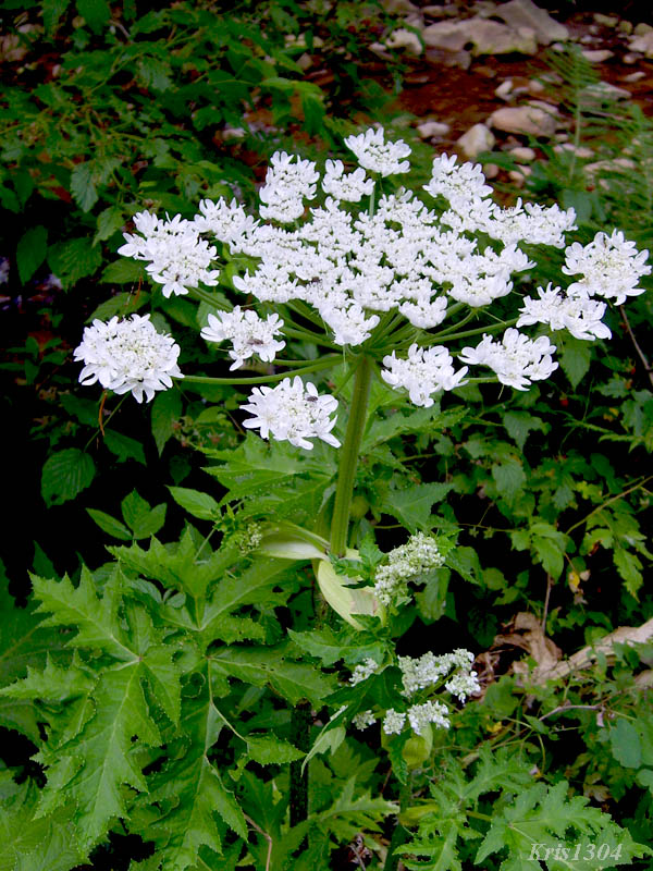 barszcz Mantegazziego