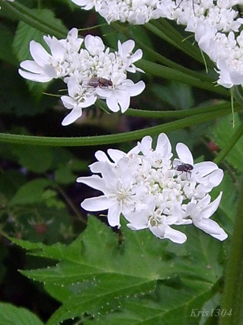 barszcz Mantegazziego