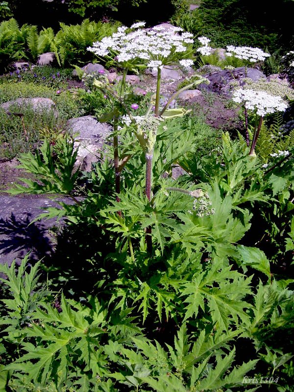 barszcz Mantegazziego