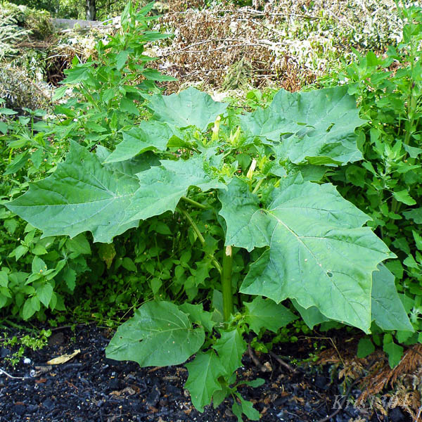 bieluń dziędzierzawa