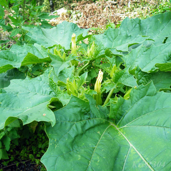 bieluń dziędzierzawa