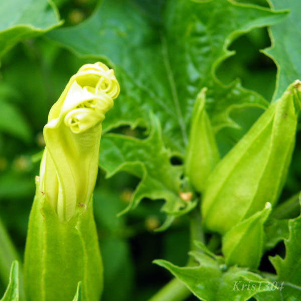 bieluń dziędzierzawa