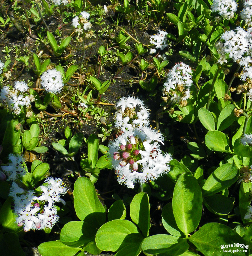 bobrek trójlistkowy