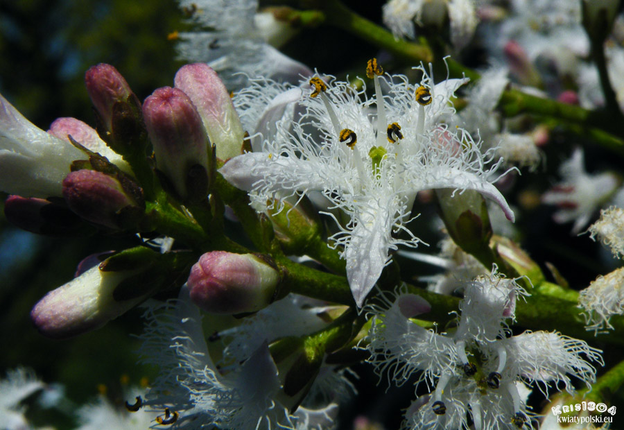 bobrek trójlistkowy