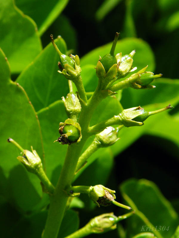 bobrek trójlistkowy