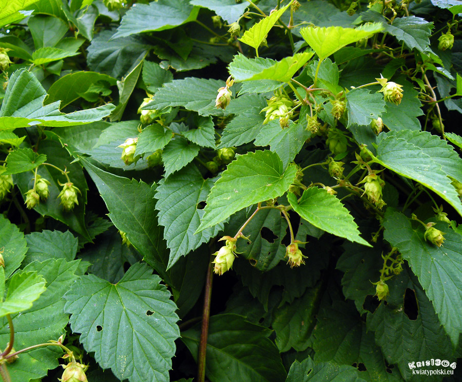 chmiel zwyczajny