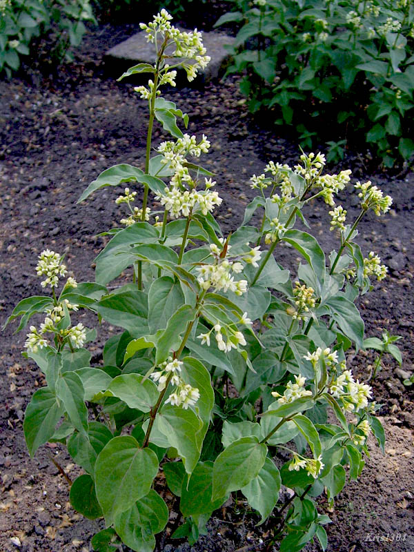 ciemięzyk białokwiatowy