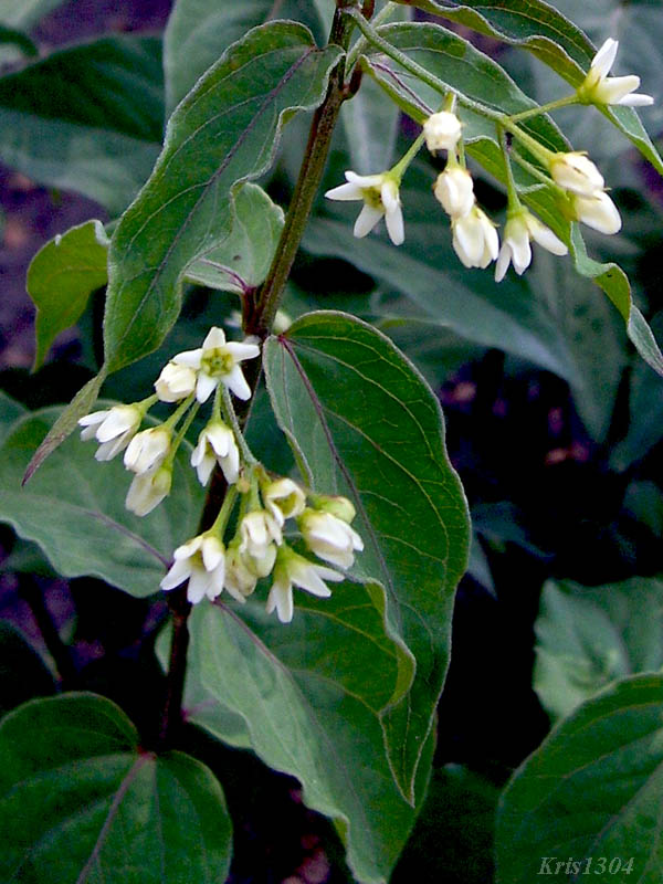 ciemięzyk białokwiatowy