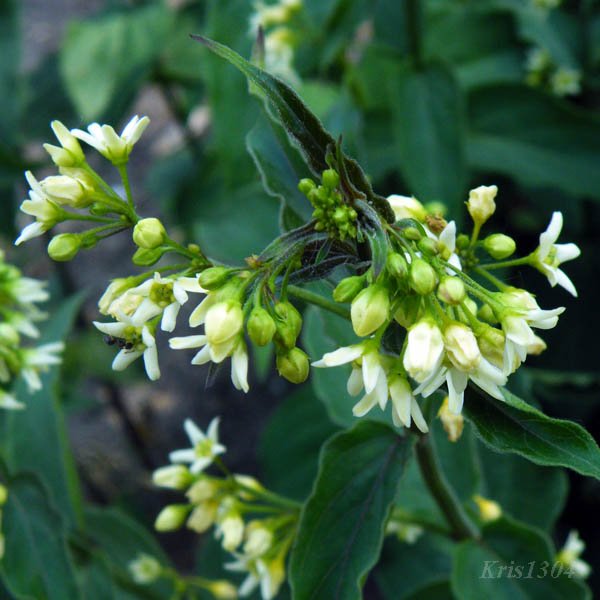 ciemiężyk białokwiatowy