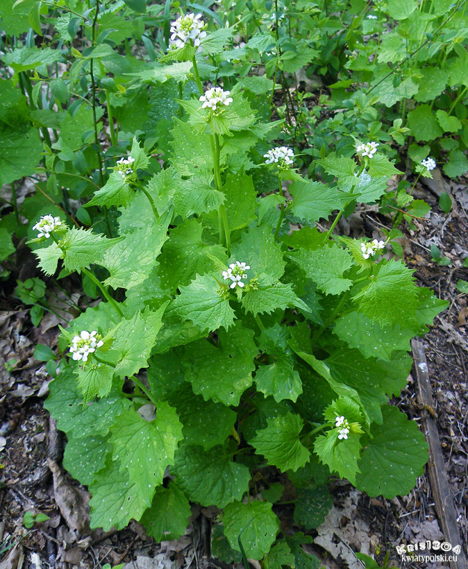 czosnaczek pospolity