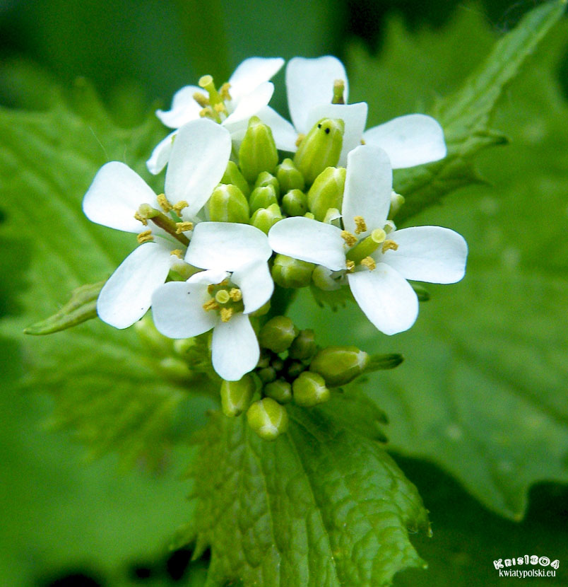 czosnaczek pospolity