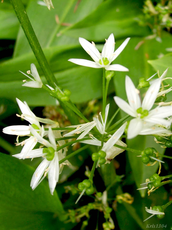 czosnek niedźwiedzi