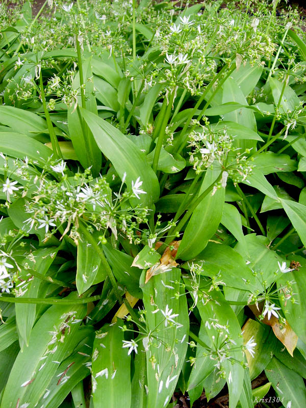 czosnek niedźwiedzi