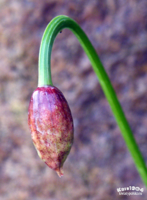 czosnek siatkowaty