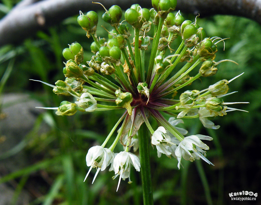 czosnek siatkowaty