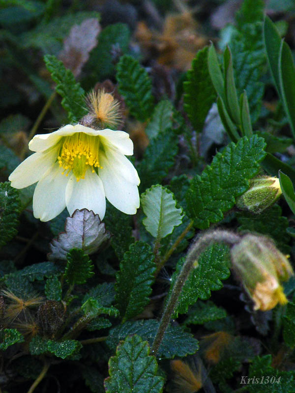 dębik ośmiopłatkowy