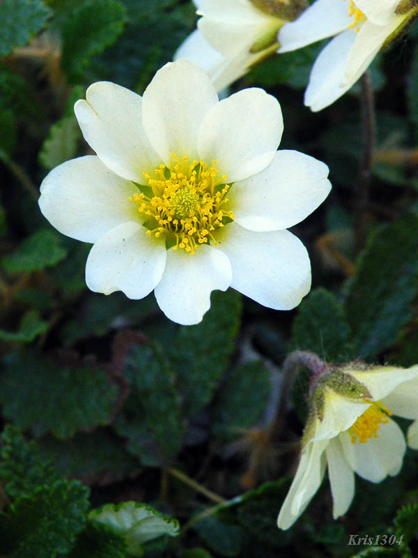 dębik ośmiopłatkowy