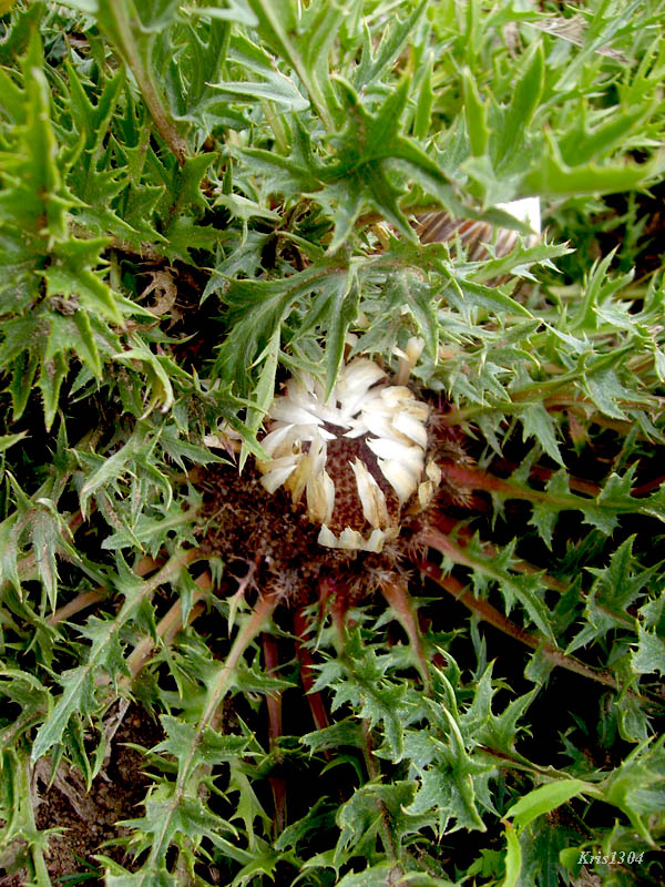 dziewięćsił bezłodygowy