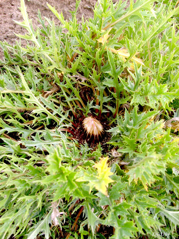 dziewięścił bezłodygowy