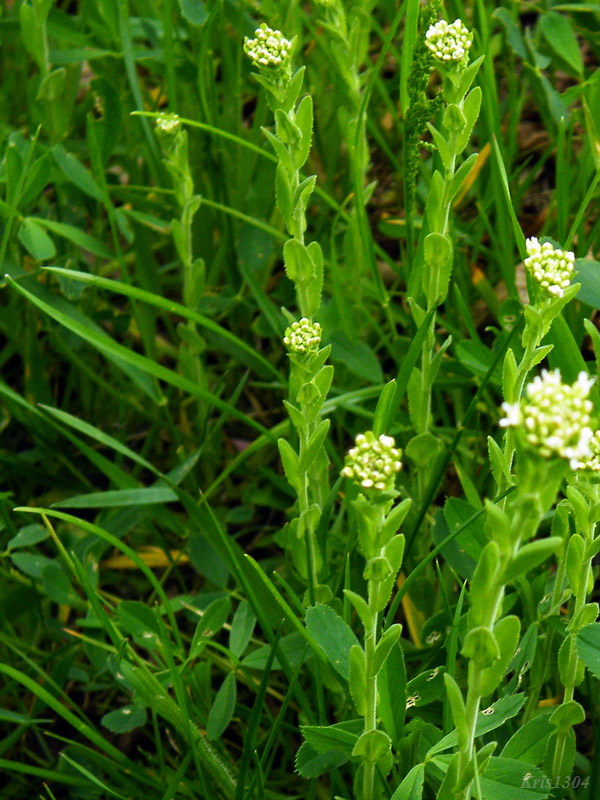 gęsiówka szorstkowłosista