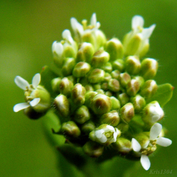 gęsiówka szorstkowłosista