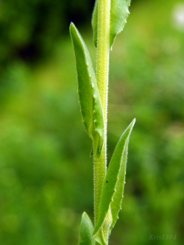 gęsiówka szorstkowłosista