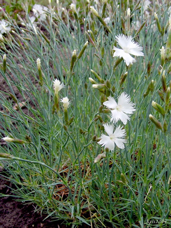 goździk postrzępiony